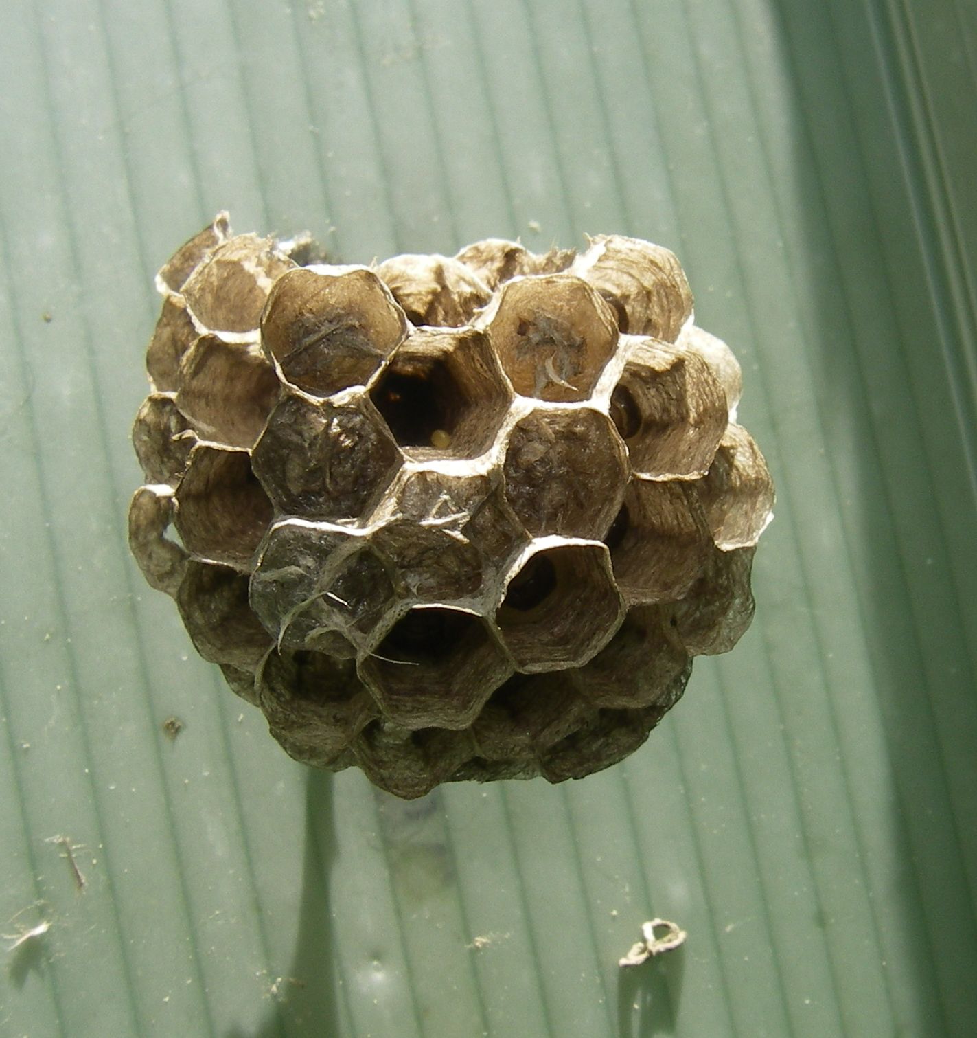 Wanderungen Durch Die Natur Beim Suchen