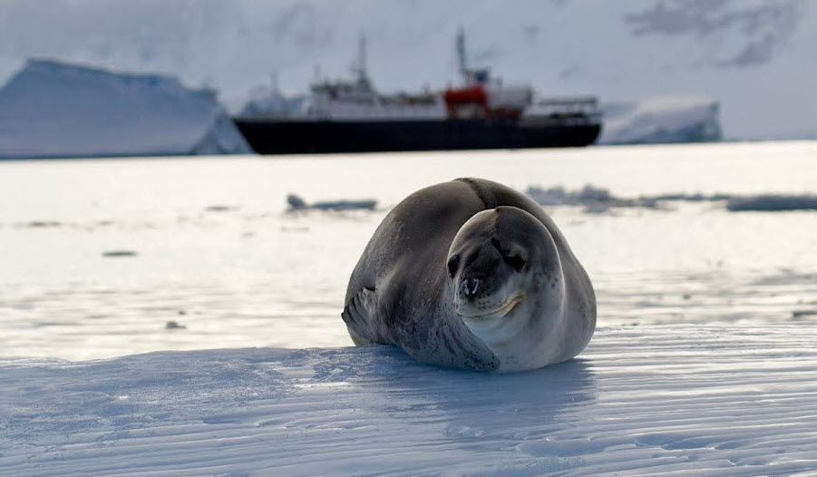 Leopard Seal The Biggest Animals Kingdom