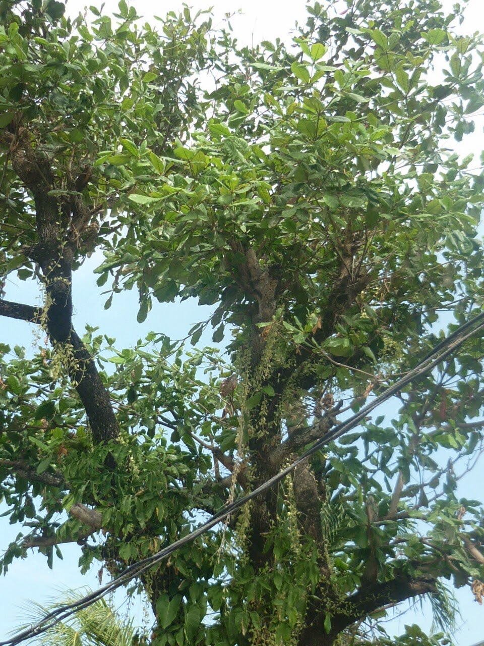 Tropical Trees and Plants: Talisay Tree