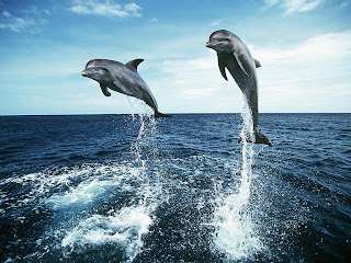 Beautiful Wild animals desktop wallpapers, photography, latest, cool, 2012, 2013, images, pictures, wallpapers Beautiful Wild animals desktop wallpapers, photography, latest, cool, 2012, 2013, images, pictures, wallpapers