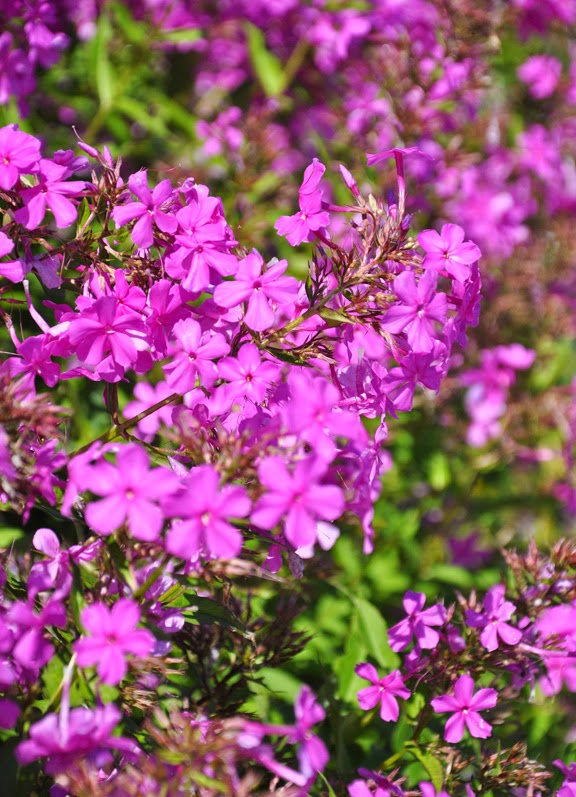 Future Plants By Randy Stewart Spirea