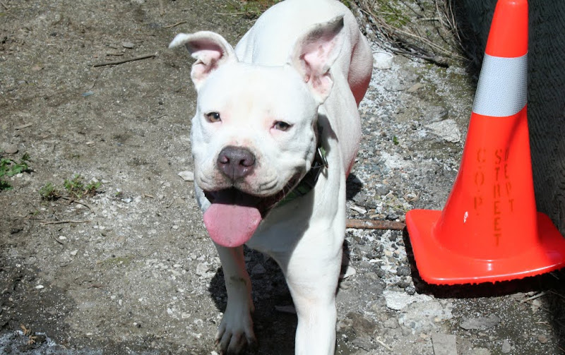 all white pit bull francie looking up at the camera with mouth open and tongue out, she has beautiful pale eyes that always look like they're smiling