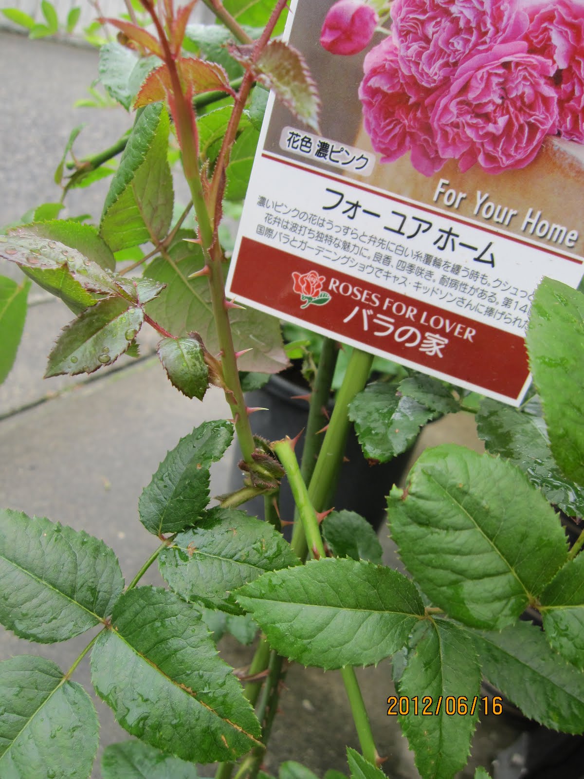 マルチーズのチロとマイガーデン 折り曲げ剪定 その後 フォーユアホーム モンクゥール