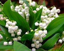 Lily of the Valley