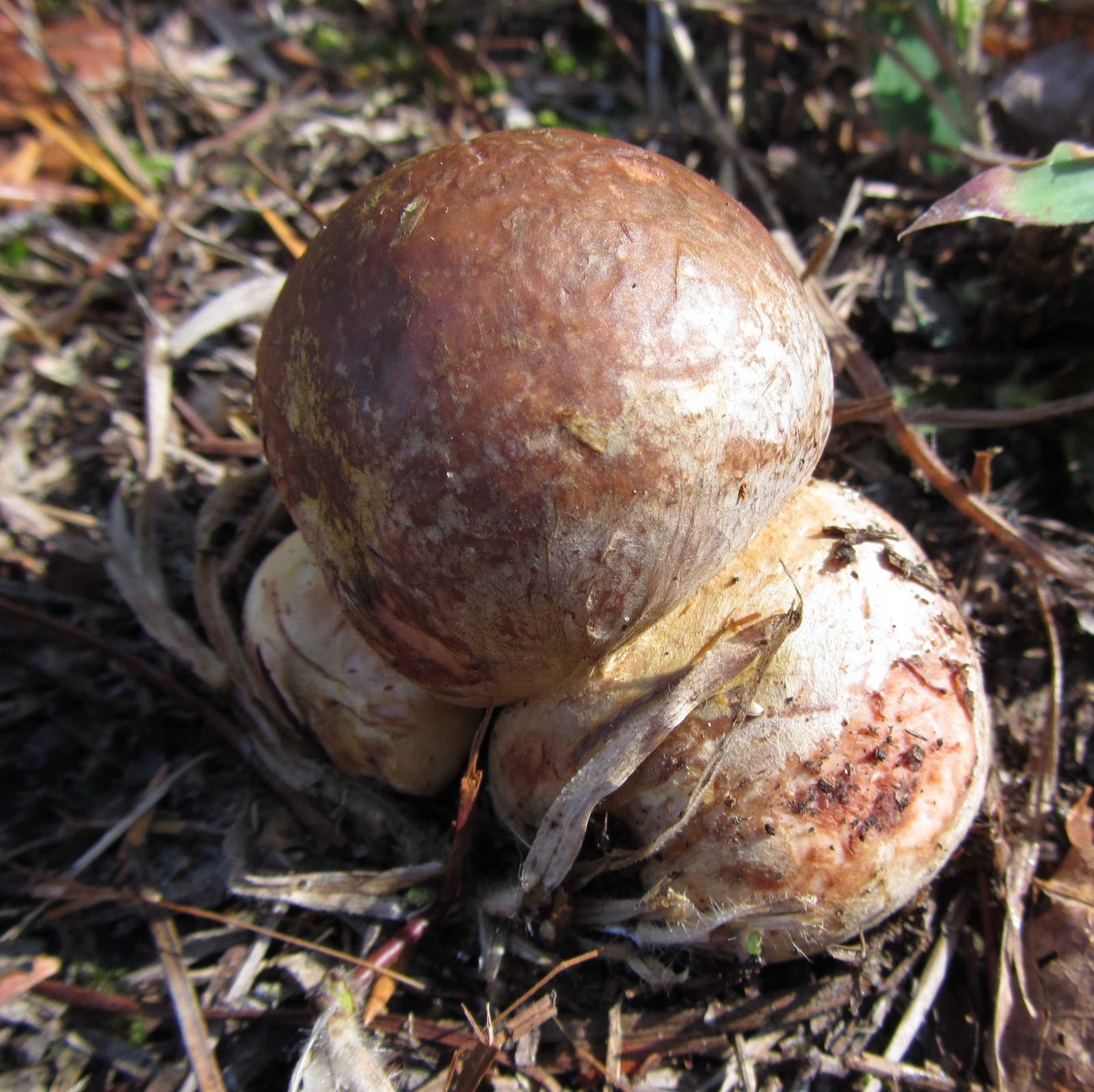 Using Native Plants The Magic of Mushrooms