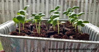 Grow plants faster using coco peat  How to use coco peat for gardening 