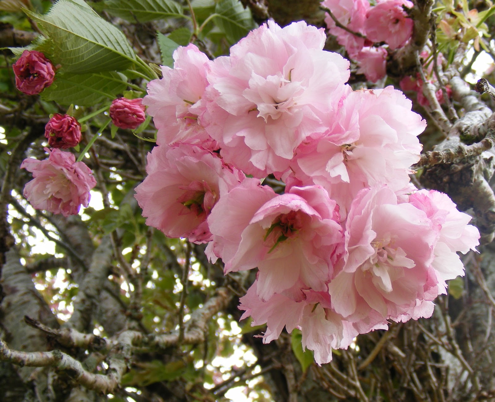 photographing New Zealand pink bouquets