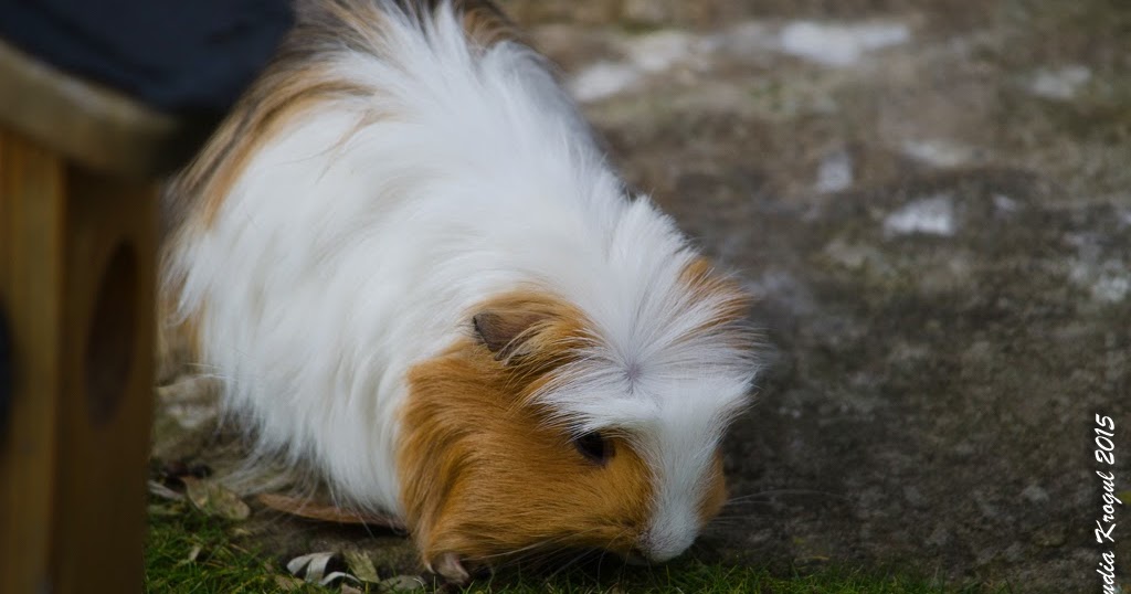 Dickydackel Blog Voll In Der Urlaubsplanung Und Tierpark Bochum