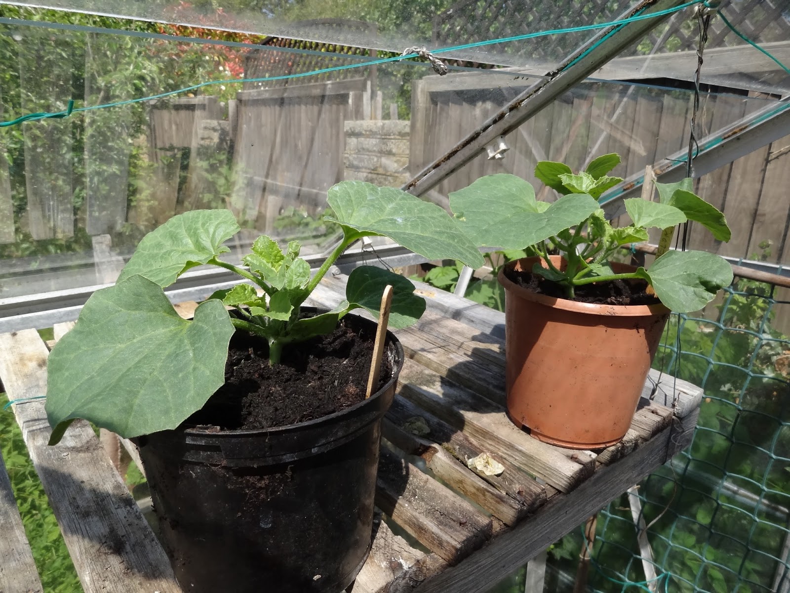 Down on the Allotment Minnesota Midget Melons