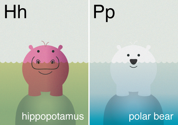 hippopotamus and polar bear alphabet flashcards 