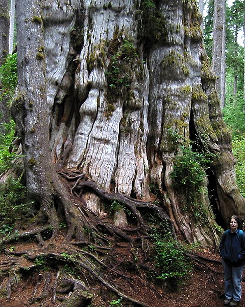 Vancouver Island Big Trees: Guest Tree: Quinault Lake Cedar