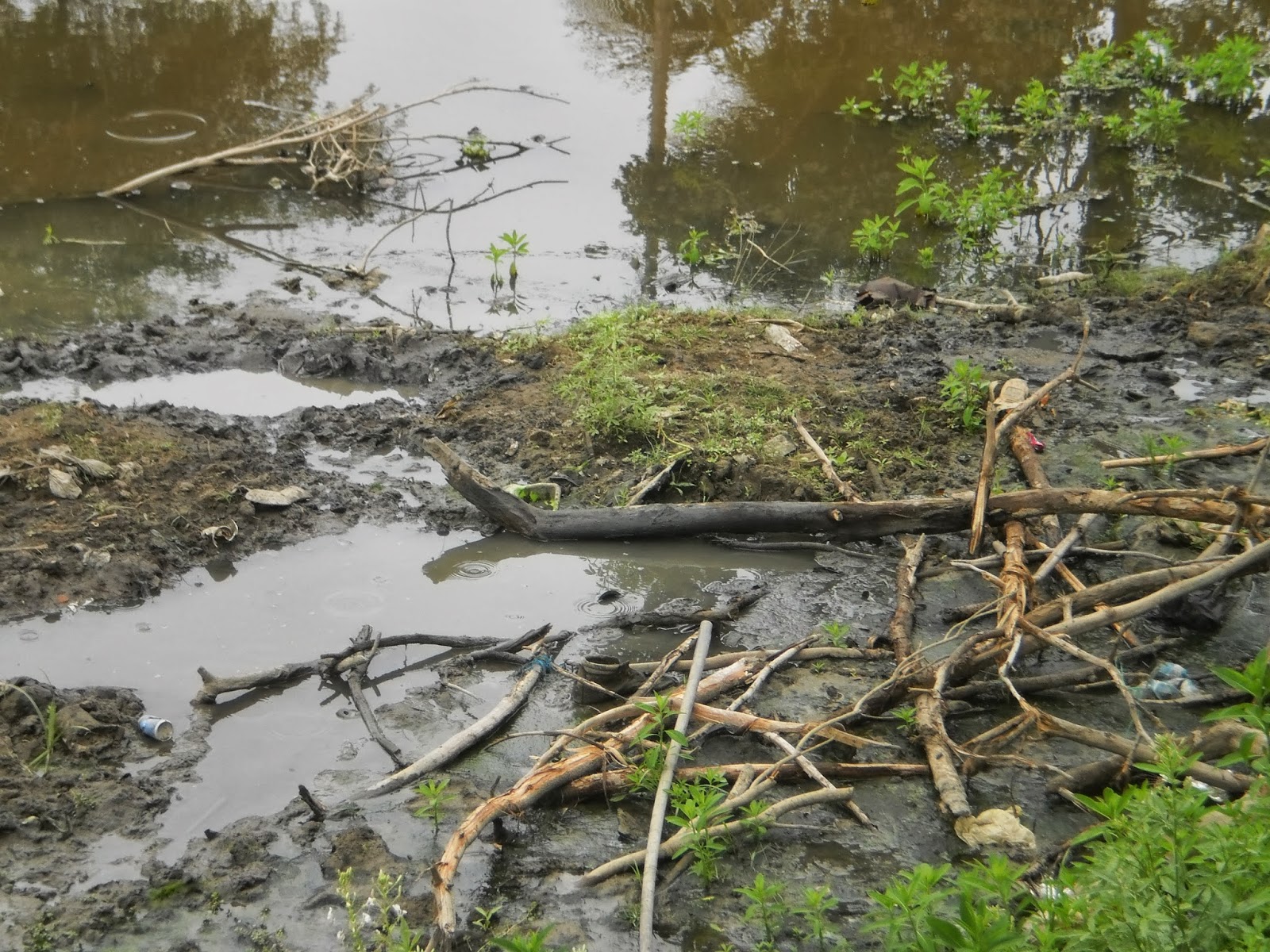 problemas ambientales del departamento de Cordoba