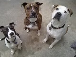 ... GOOD NEWS Pitbull foster puppy Macy with hurt foot rescued adopted ... GOOD NEWS Pitbull foster puppy Macy with hurt foot rescued adopted