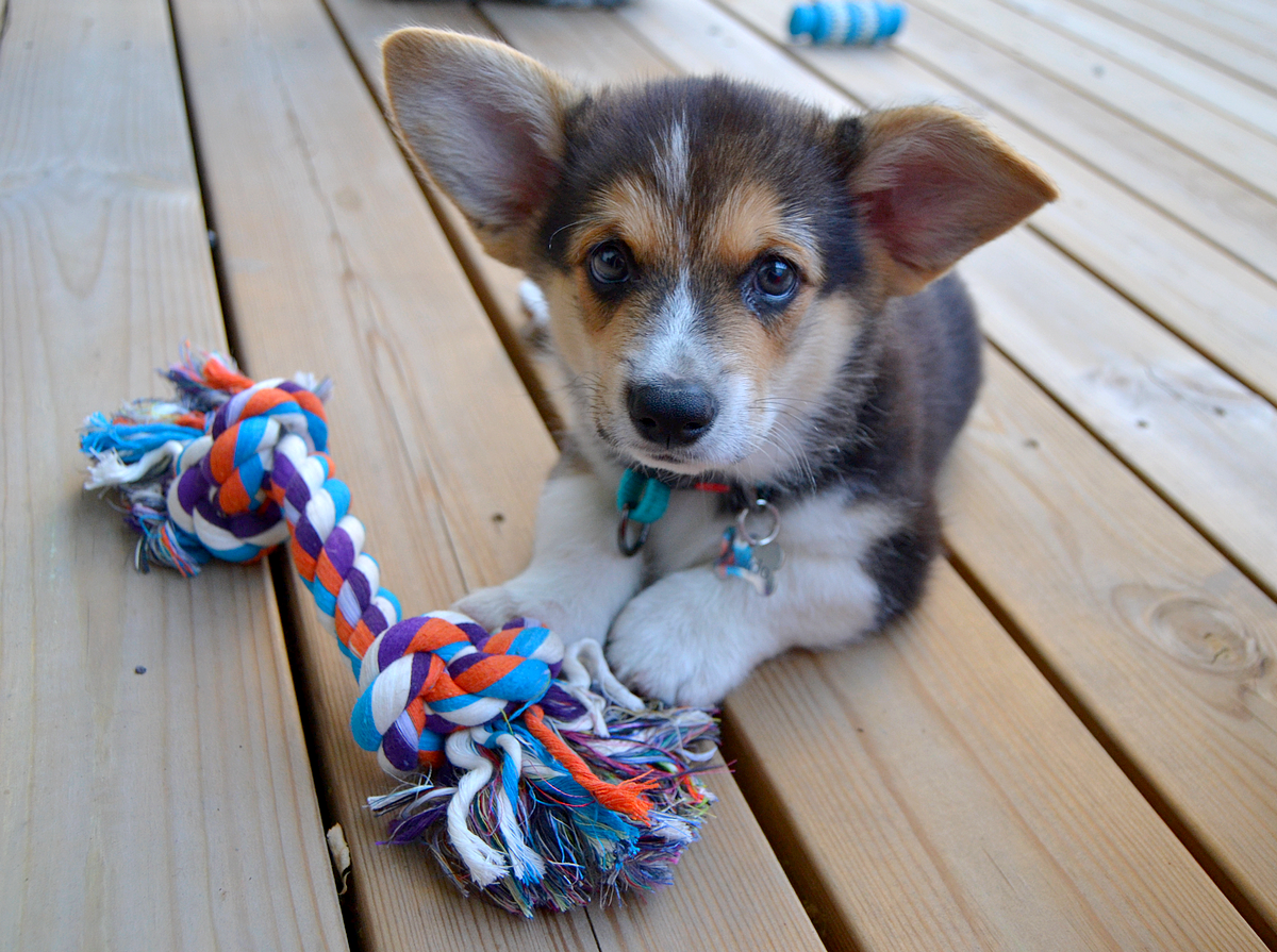 Corgi hinta 2015