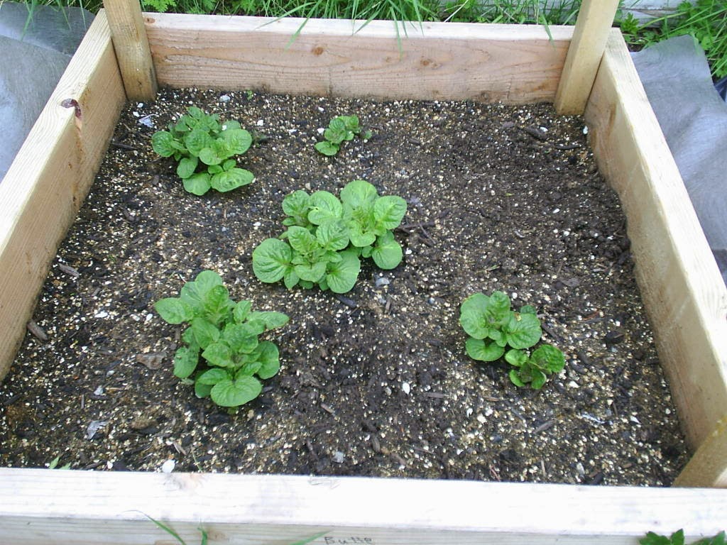 Sinfonian's Garden Adventure 2) BuildAsYouGrow Potato Bins