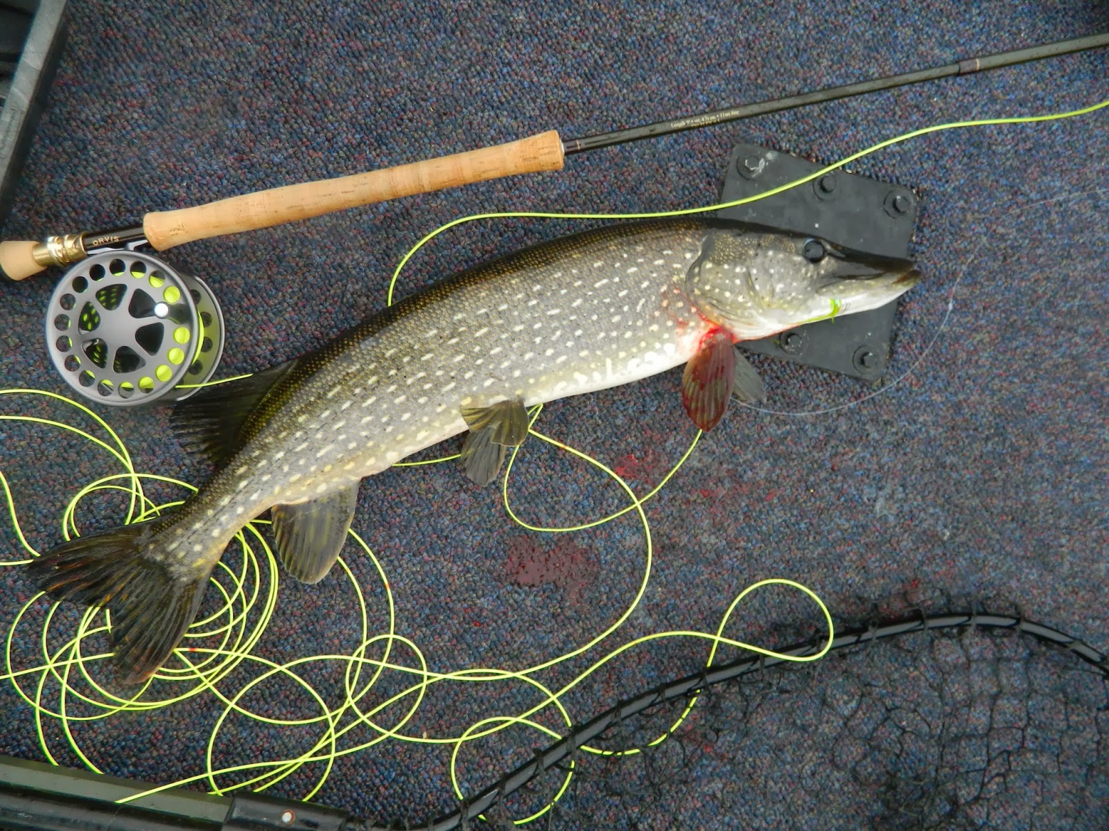 On a fly! Pike, largemouth, the Mississippi backwaters, fall fly