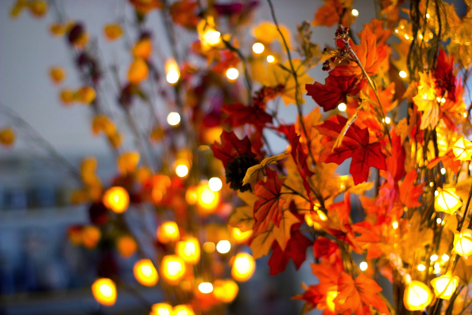 A Photographer's Life Autumn Lights