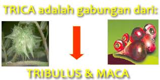 Obat herbal disfungsi ereksi Obat herbal disfungsi ereksi