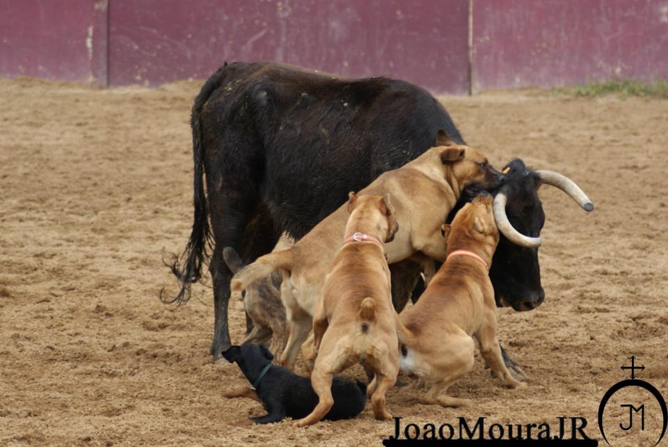 Pelos Touros Vivos Toureiro João Moura Jr adepto do “BullBaiting”