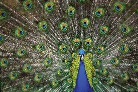 art wolfe peacock