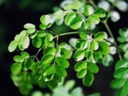 Seeds to Purify Water