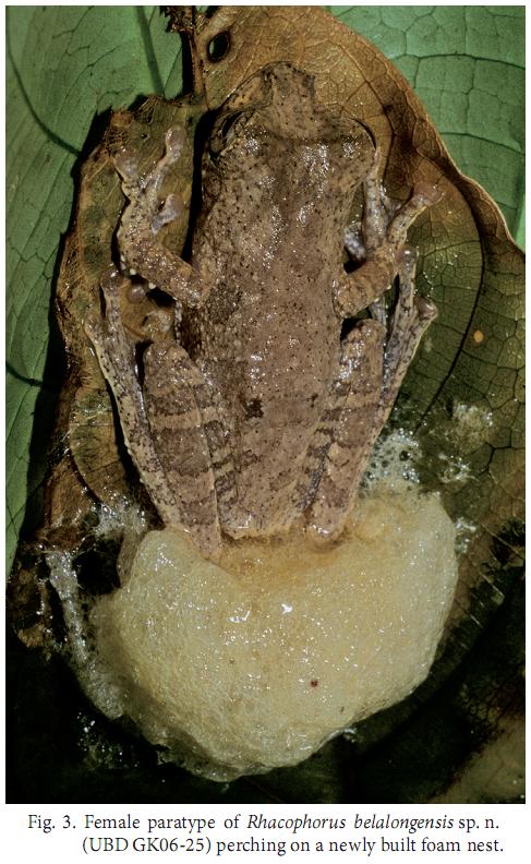 Species New to Science [Herpetology • 2008] Rhacophorus belalongensis