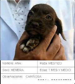 ADI (antes Ana), cachorra recien adoptada HA MUERTO!!