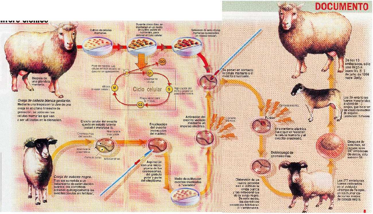 El mundo de la ciencia La clonacion