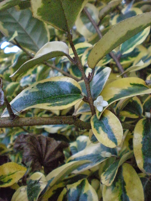 Feast Or Famine Winter Honeysuckle The Lonicera Fragrantissima