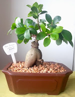 Ficus Ginseng Bonsai