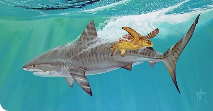 Guy Harvey Shark