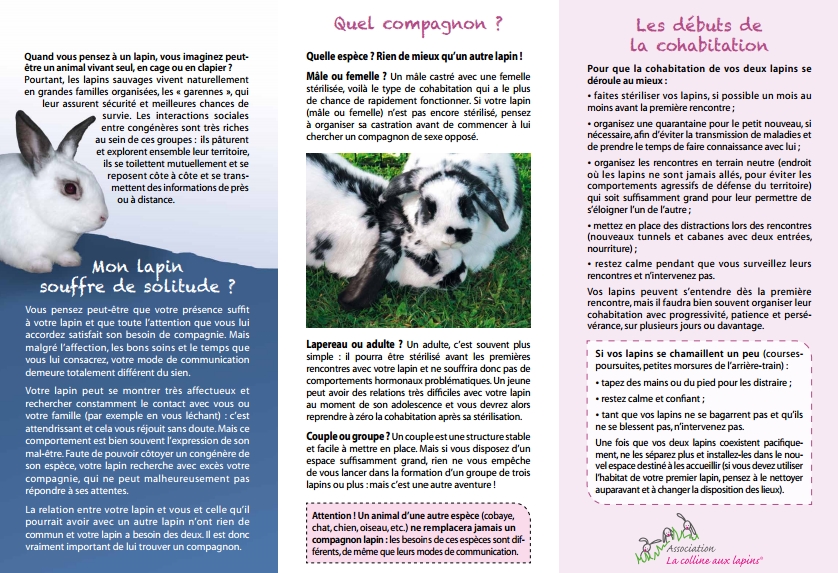 rencontre lapin chat