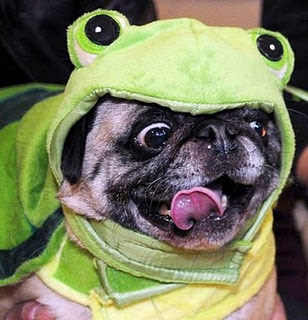 Animal Funny Picture