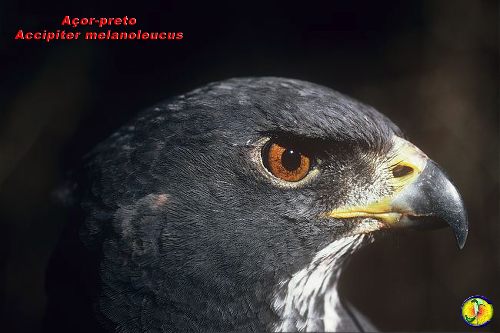 ORNITOLOGIA Gaviãonegro (Accipiter melanoleucus)