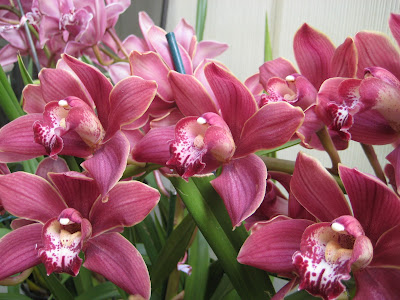 orchids flowers pictures orchids flowers pictures