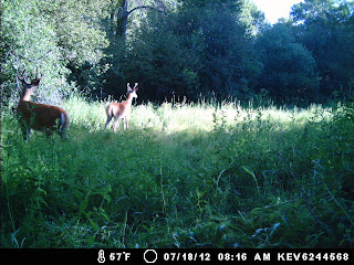 Trail Camera Pic