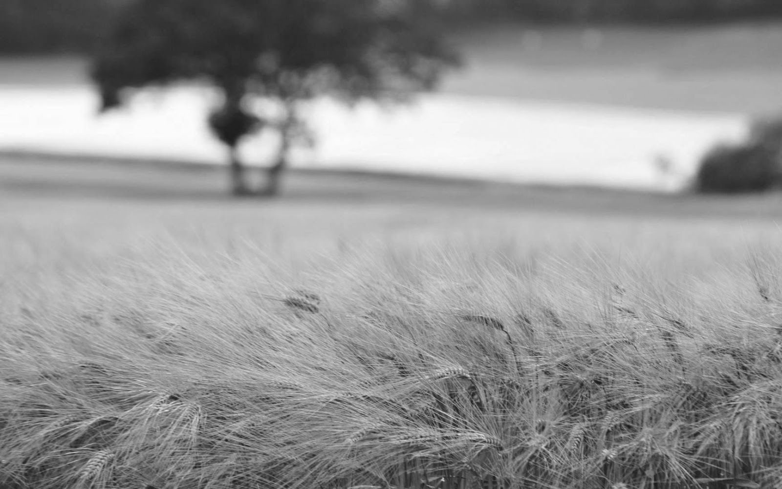 Black and White Wallpapers: HD Black and White Scenic ... Black and White Wallpapers: HD Black and White Scenic ...