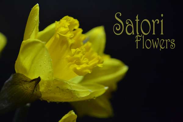 Satori Flowers