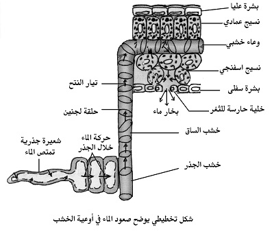 احياء الصف الثاني الثانوي الشعبة العلمية الاحياء الفصل الاول الجزء الاول