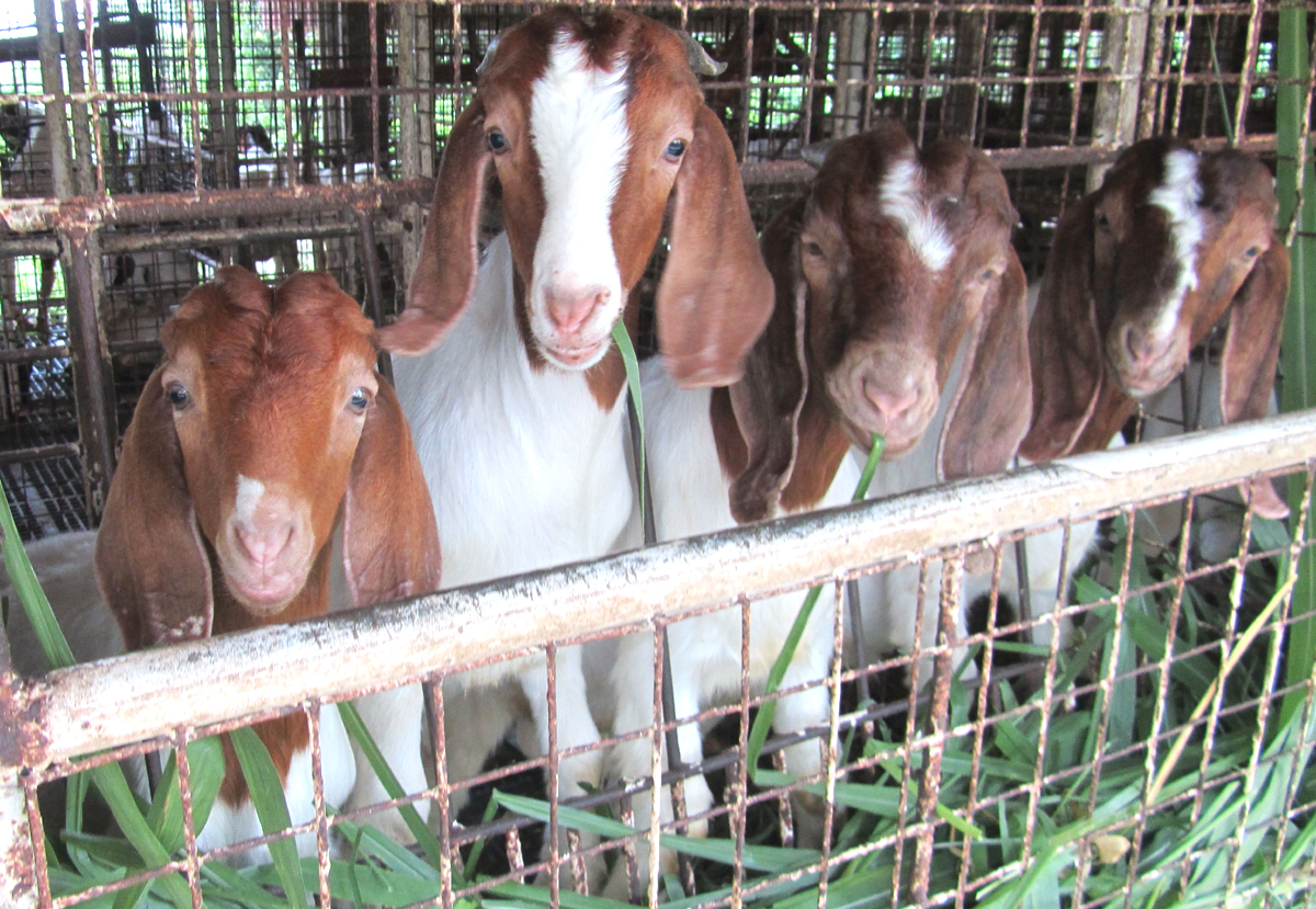 Goat Farming in Bangladesh Modern Farming Methods