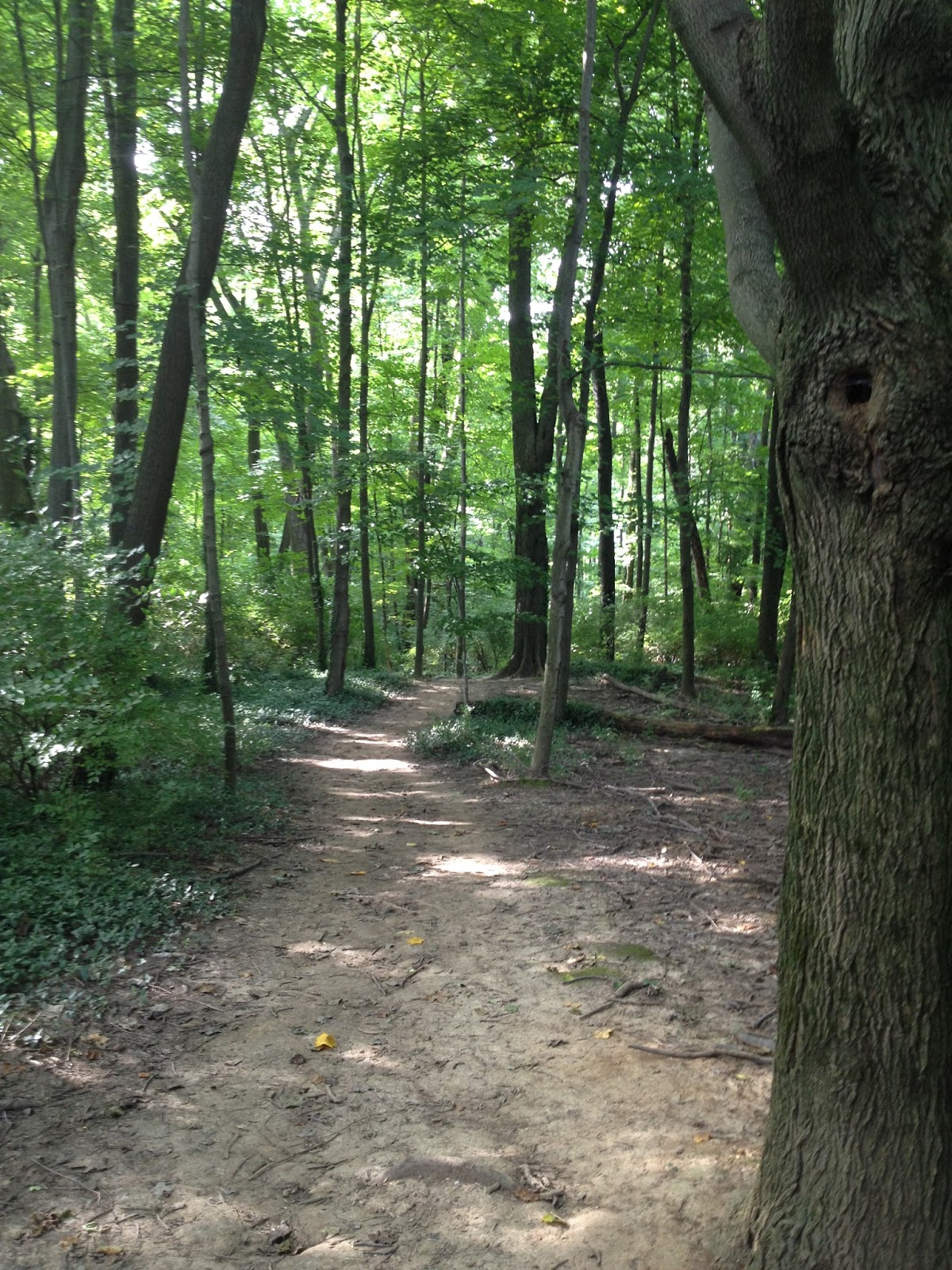 A Lone Wolf In The Village French Park