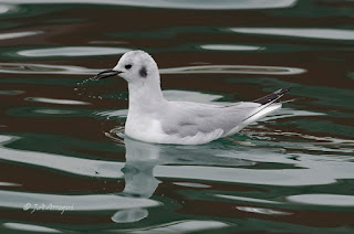 Gaviota de Bonaparte, Chroicocephalus philadelphia, Bonaparte's Gull