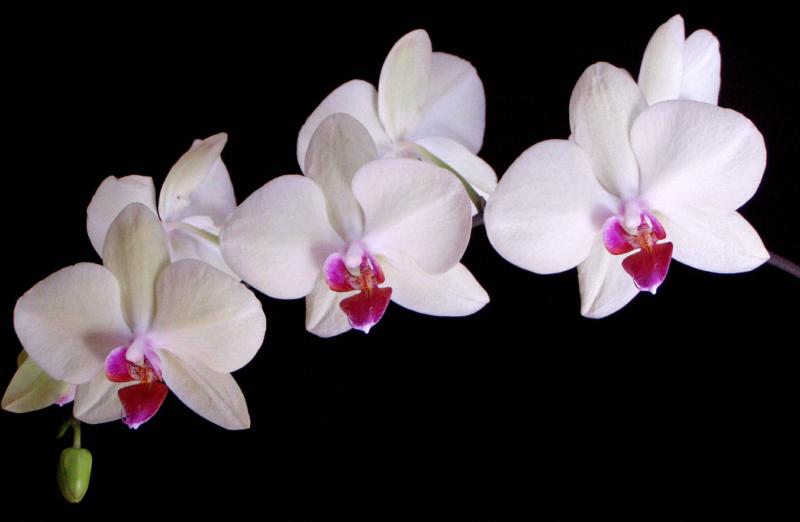 Authentic Self Yoga With Kimberly Achelis Hoggan Orchid Seedlings