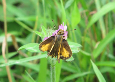 Fiery Skipper, Hylephila phyleus 1