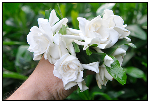Mid Atlantic Plant Research Center 2015 Naked Seed Pumpkin