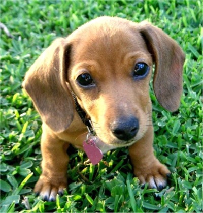 cute-dachshund-puppy-pic.jpg