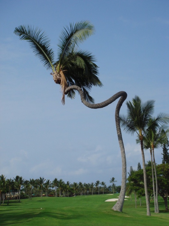 Amazing Coconut Tree In Hawaii A1 Pictures