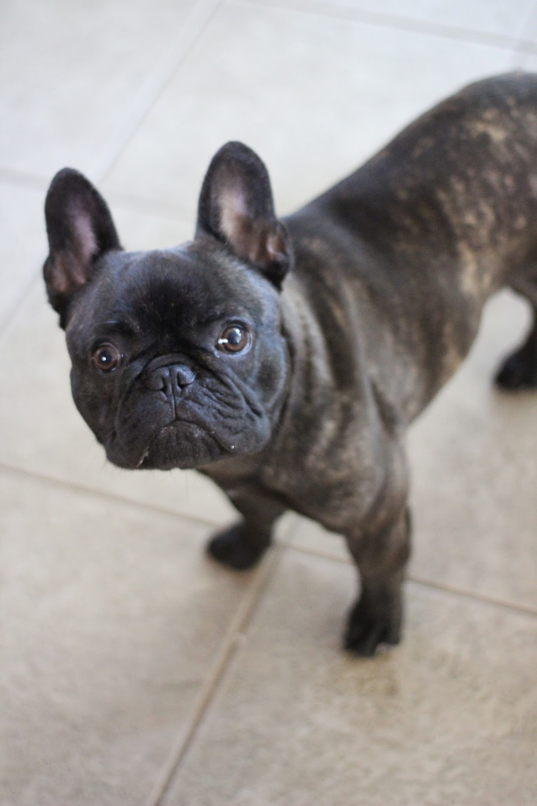 The Chronicles of Ruthie Hart Soft peanut butter puppy treats