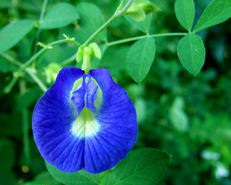 Clitoria ternatea Butterfly Pea Blue Flower Tea Blue rice with butterflypea flower