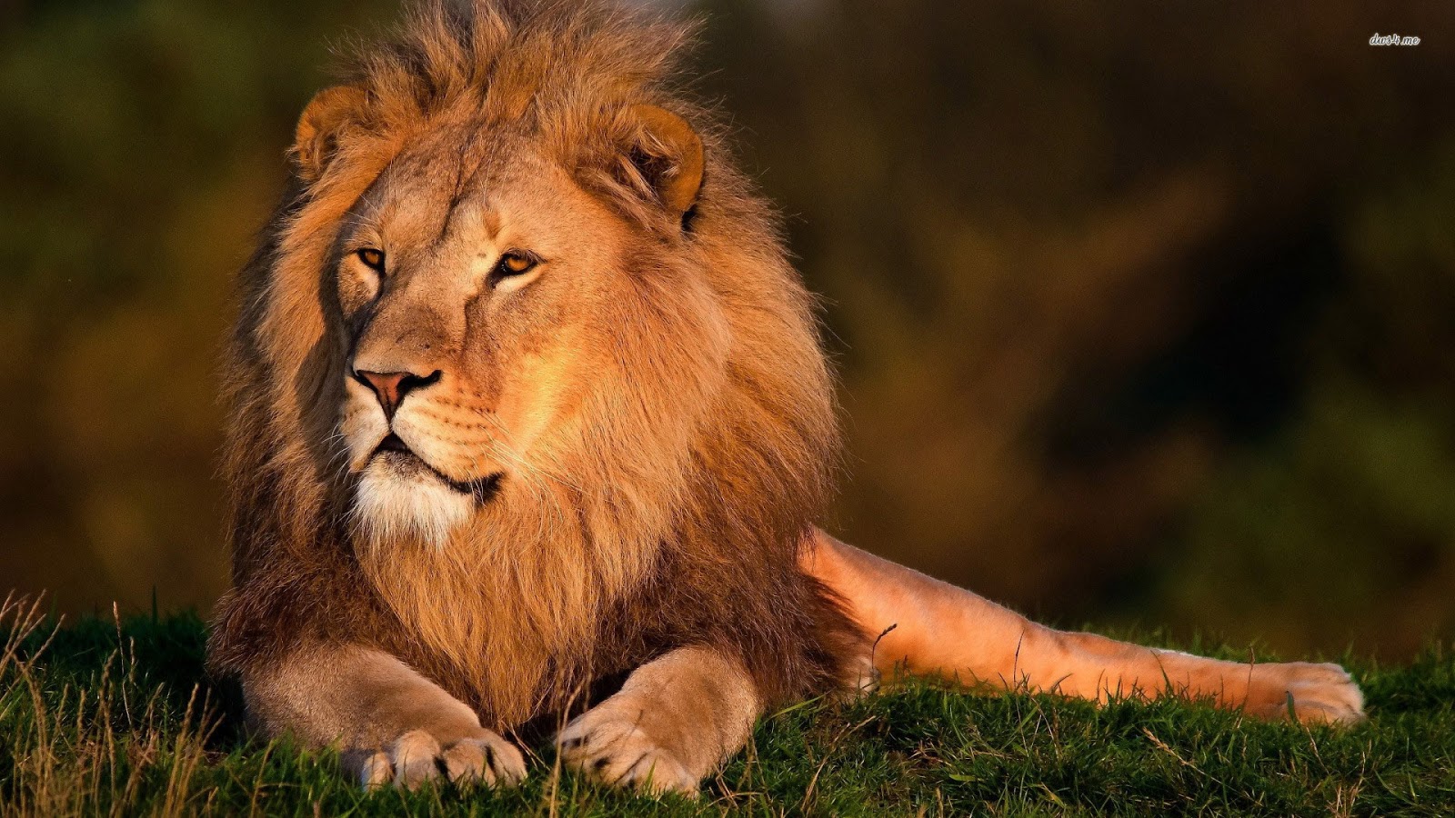 Lion Pictures HD Wallpapers Lion | Animal Photo